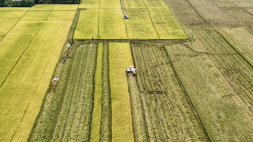 A combine harvester harvests ripe rice. Exports are the main driver of Vietnam's GDP growth. (Photo: VNA)