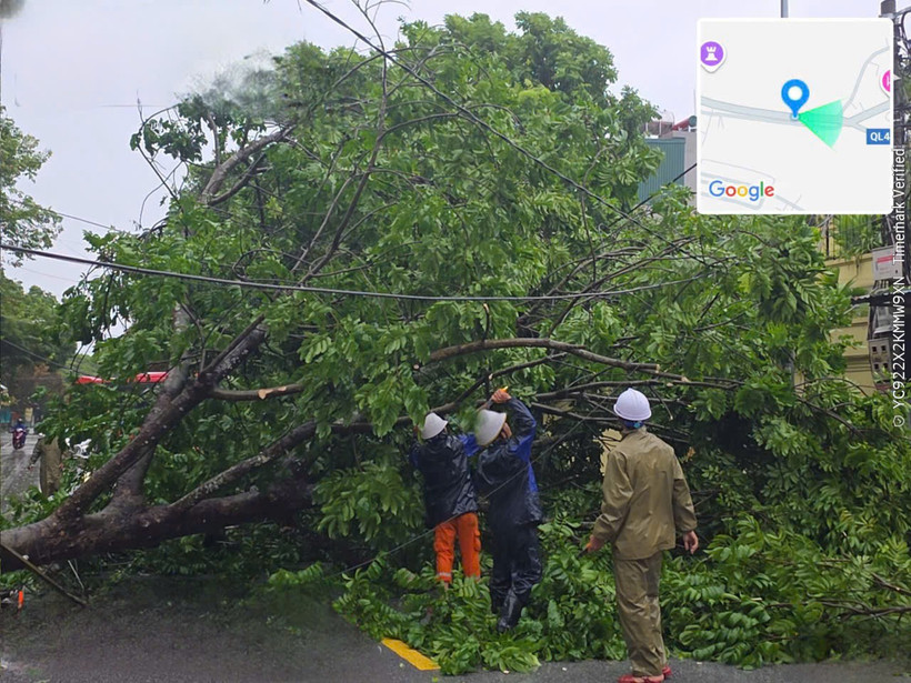 Workers of the Dong Son power management unit - Thanh Hoa Power Company handle the incident of a tree falling on the power line due to the impact of Storm Wipha on July 22. (Photo courtesy of the company)