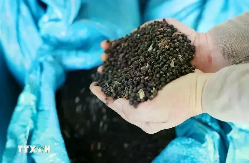 Vietnam exports 20,244 tonnes of various types of pepper in March (Photo: VNA)