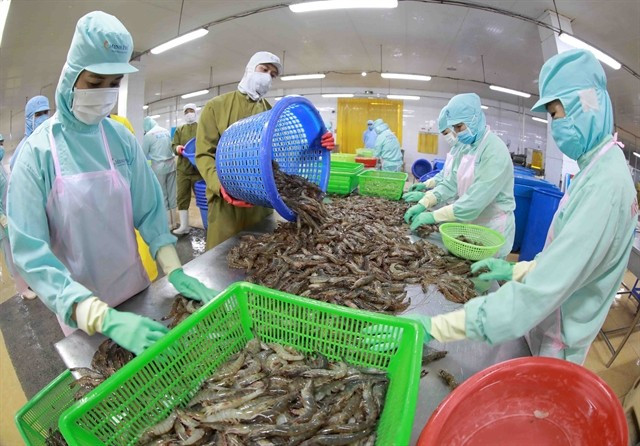 Processing frozen shrimp for export at the factory of Minh Phu Hau Giang Seafood Company. (Photo: VNA)