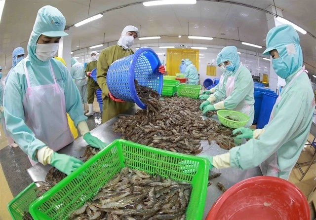 Processing frozen shrimp for export at the factory of Minh Phu Hau Giang Seafood Company. (Photo: VNA)