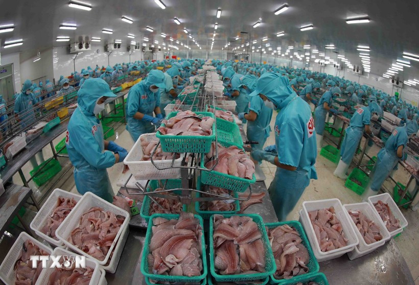 Tra fish processing for export (Photo: VNA)