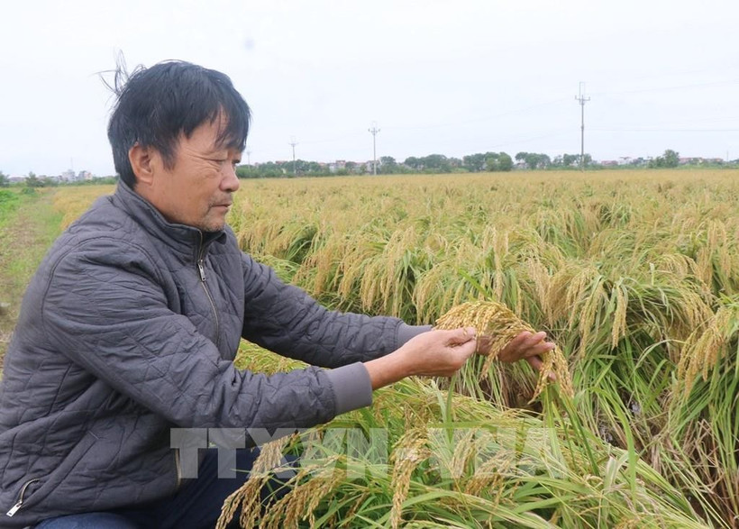 The Tam Son sticky rice variety of Bac Ninh province was recognised as a 3-star OCOP product - (Illustrative photo: VNA)