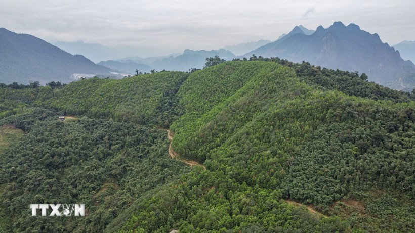 The World Bank agrees to purchase an additional 1 million tonnes of CO2 as excess greenhouse gas emission reductions in the north-central region. (Photo: VNA)