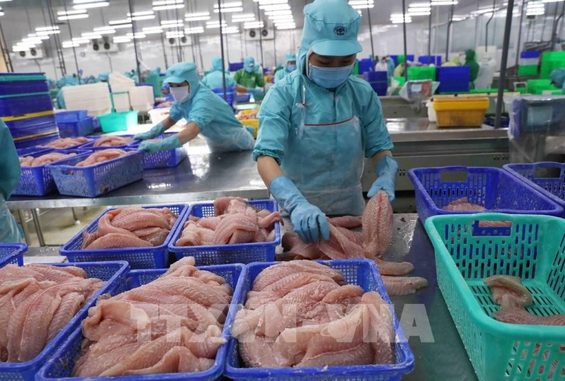 Tra fish processing for export (Photo: VNA)