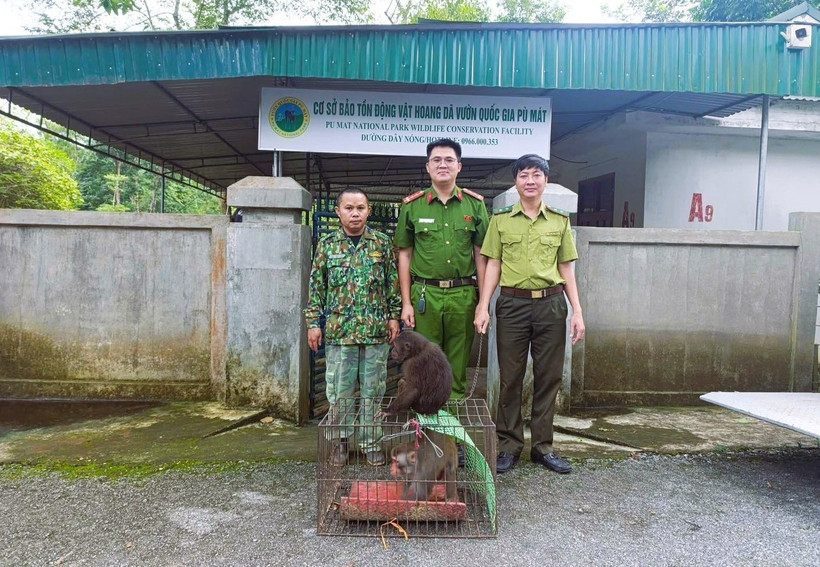 The Pu Mat National Park receives two adult macaques. (Photo: VNA)