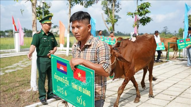 Local residents take the donated breeding cows home. (Photo: VNA) 