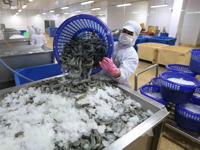 A shrimp processing factory in Ca Mau province (Photo: VNA)