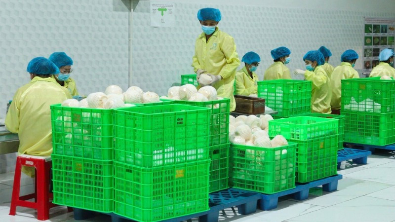 Workers package coconuts for export at an enterprise in Vinh Long province. (Photo: nhandan.vn) 
