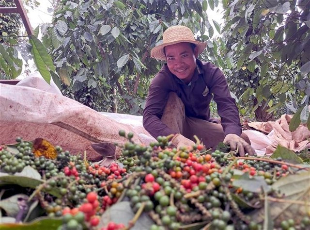 A farmer sorts pepper in a farm in Lam Dong province. (Photo: VNA)