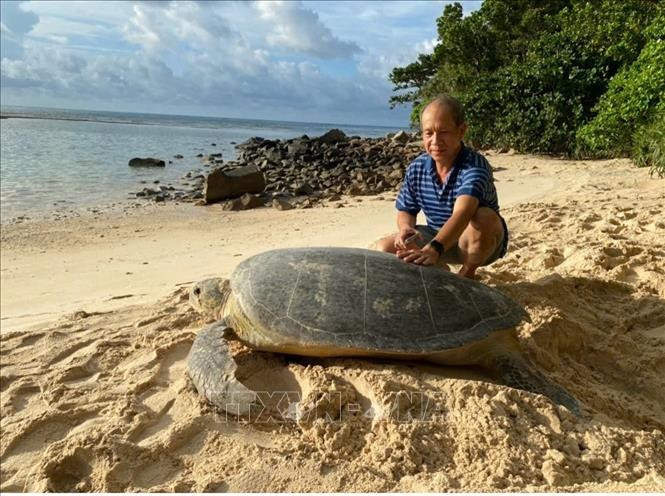 A mother turtle weighing nearly 150 kg comes to lay eggs at Cat Lon beach on Bay Canh Island, Con Dao National Park. (Photo: VNA)
