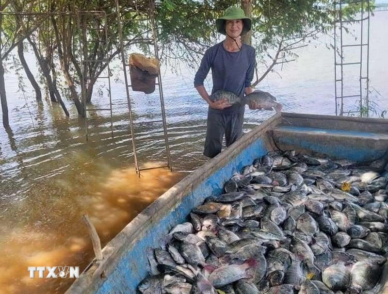 Harvesting cage-farmed tilapia (Photo: VNA) 