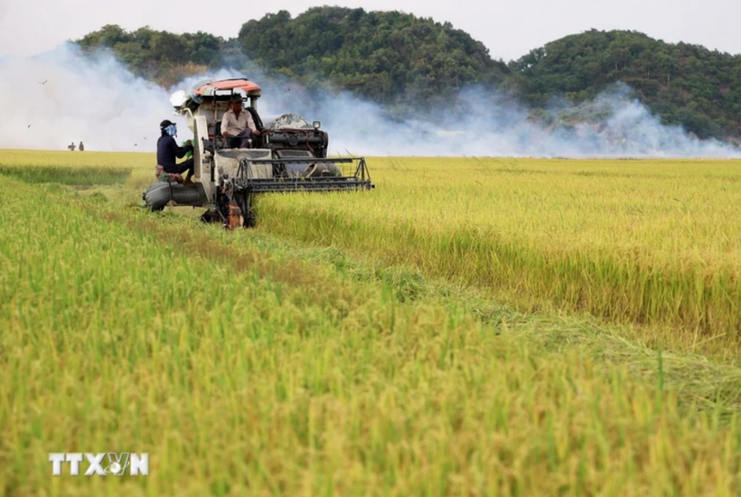Harvesting rice (Photo: VNA)