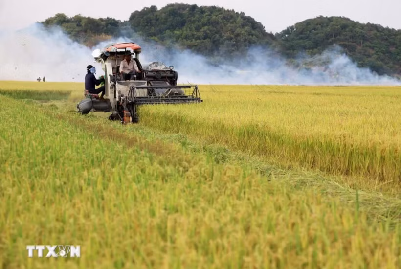 Harvesting rice (Photo: VNA)