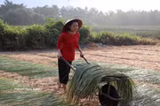 Tay Ninh villagers preserve traditional rural trades 