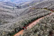 Coffee blossoms blanket Son La hillsides in white