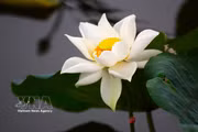 Savouring Hue through lotus tea