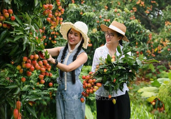 Visitors to a lychee orchard in Bac Giang (Photo: VNA)