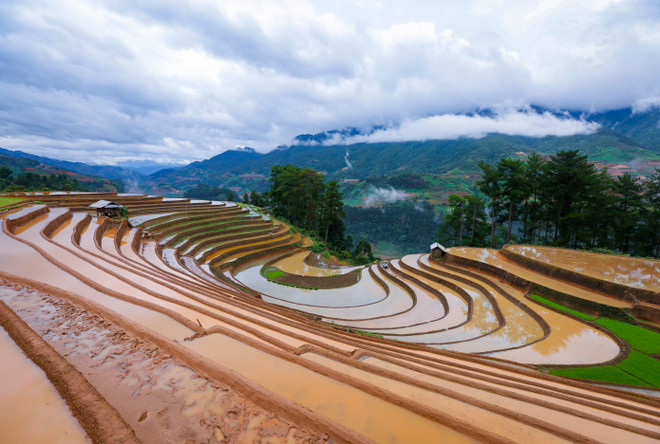 The vast terraced rice fields in Mu Cang Chai are created by the H’Mong people living in the area. (Photo: VNA) 3.jpg