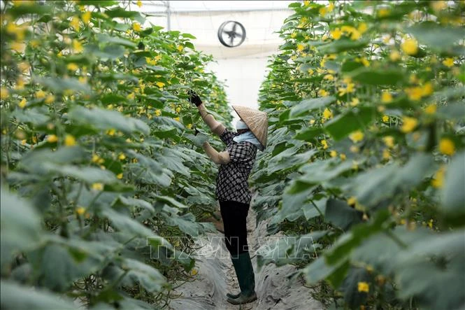 Bac Giang now has 365 cooperatives operating in non-agricultural sectors, mostly industrial production, handicraft, construction, trade, and transport. (Photo: VNA)