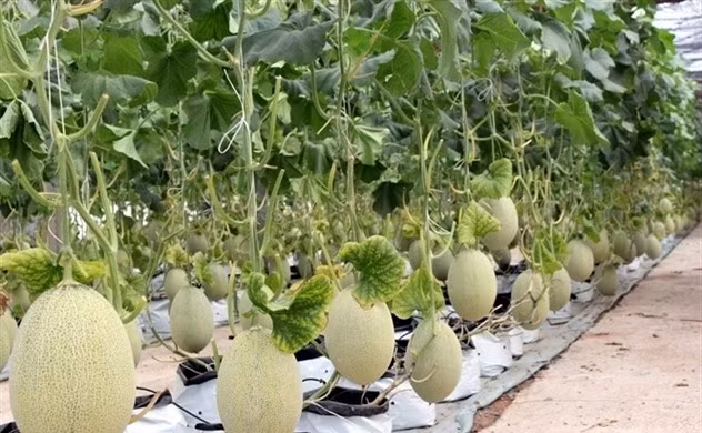Fruit grown at an R&D centre for high-tech applications at PAN Group. (Photo courtesy of the group)