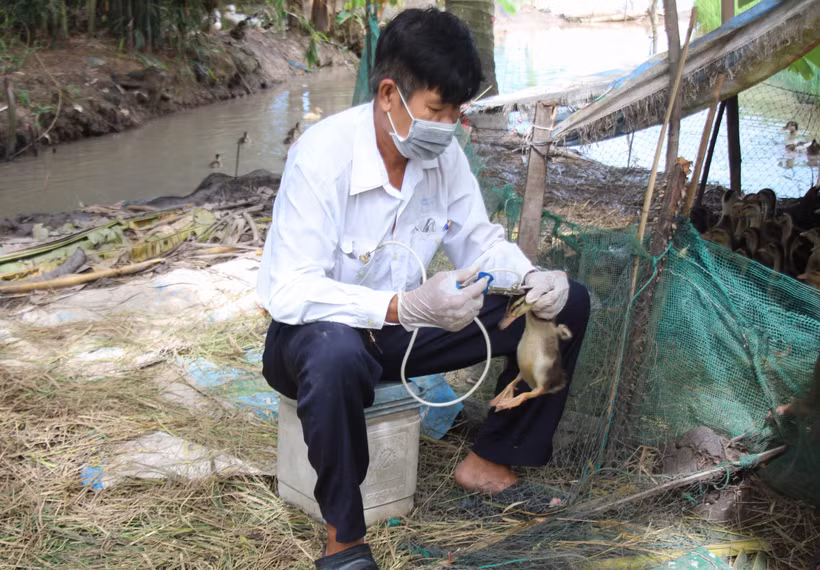 Veterinarian in Vi Thuy district, Hau Giang province vaccinate poultry (Photo: VNA)
