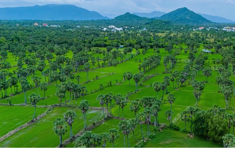 A vast palm forest in the Bay Nui region in the southern province of An Giang. (Photo: VNA)