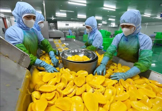 Workers process mango for export at a factory of the An Giang Fruit & Vegetable Joint Stock Company in Lam Dong province (Photo: VNA)