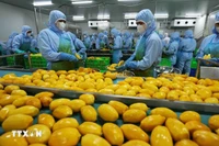 Workers process mango for export to the US, Europe, the Republic of Korea, and Japan at the An Giang Fruit-Vegetables & Foodstuff Joint Stock Company in Lam Dong province. (Photo: VNA)