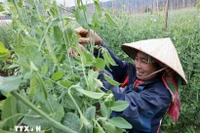 Agricultural production models help farmer access modern technology to improve output. (Photo: VNA)