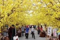 The apricot blossom street is a favourite check-in place for many visitors (Photo: VNA)