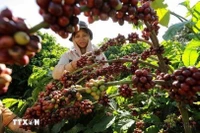 The year 2025 has seen the coffee industry form an ecosystem of responsible production, stretching from raw-material regions to processing stages, helping lay the foundation for sustainable growth in the years ahead. (Photo: VNA)