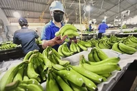 Illustrative image (Photo: VNA)