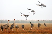 Sarus cranes at Tram Chim National Park (Photo: VNA)