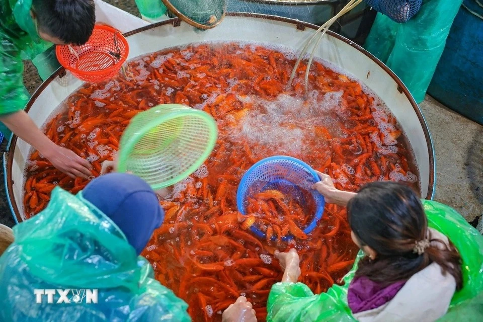 Vendors flock to Yen So Fish Market on the evening of January 21 to select the most perfect carps for their customers. (Photo: VNA)