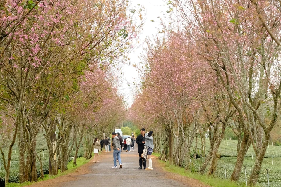 Cherry blossoms in full bloom along a road in Cau Dat (Xuan Truong commune, Da Lat city) have become a popular attraction for tourists, who come to admire and photograph the scenery. (Photo: VNA)