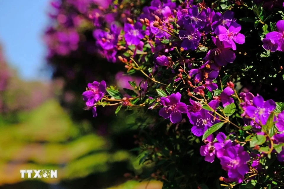 The Thai variety of purple melastoma flowers can bloom for up to a month, making them ideal for weekend visits. (Photo: VNA)