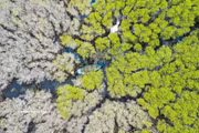 Quang Ngai’s living “green lung”: The allure of Bau Ca Cai mangrove forest