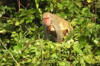Three macaque species of the genus Macaca have been recorded in the wild. (Photo: VNA)