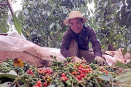 A farmer sorts pepper in a farm in Lam Dong province. (Photo: VNA)