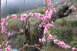 Early-blooming double-petalled peach blossoms in Lao Cai rival famed plum flowers