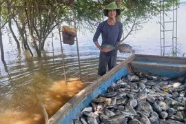 Harvesting cage-farmed tilapia (Photo: VNA) 