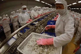 A shrimp processing line at a factory of the Minh Phu Seafood Corporation. (Illustrative photo: VNA)