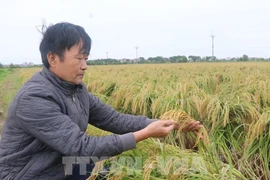 The Tam Son sticky rice variety of Bac Ninh province was recognised as a 3-star OCOP product - (Illustrative photo: VNA)