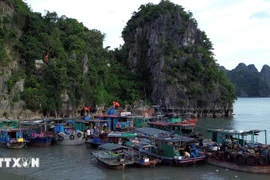Fishing vessels taking shelter against storm (Photo: VNA)