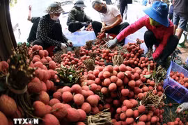 Sorting and packaging Luc Ngan lychee for export (Photo: VNA) 