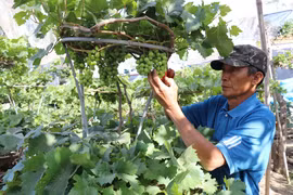 With their upright forms and heavy clusters of fruit, ornamental grapevines symbolise abundance and prosperity. (Photo: VNA)