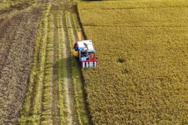 Farmers in the Mekong Delta province of An Giang harvest rice grown under the project 'Sustainable Development of One Million Hectares of High-Quality, Low-Emission Rice Associated with Green Growth in the Mekong Delta by 2030.' (Photo: VNA)