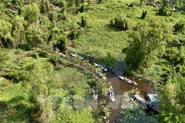 The forest database will be completed by the end of this year, adapting to the EU Deforestation Regulation (Photo: VNA)