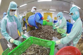 Processing frozen shrimp for export at the factory of Minh Phu Hau Giang Seafood Company. (Photo: VNA)